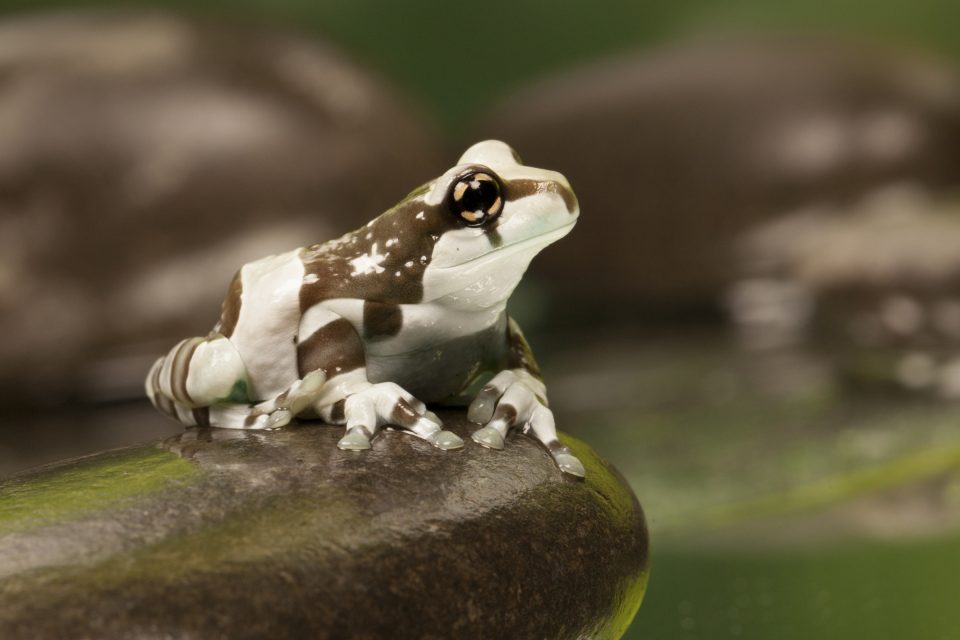 Amazon Milk Frog Scotland's Theme Park