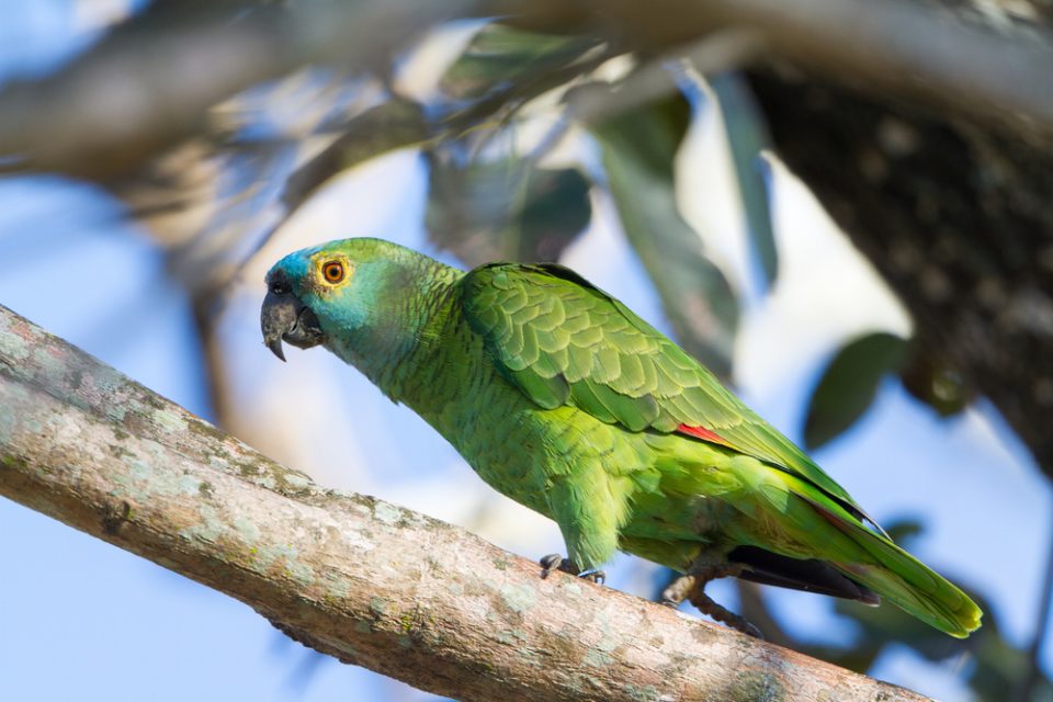 Orange Winged Amazon Parrot Scotland's Theme Park