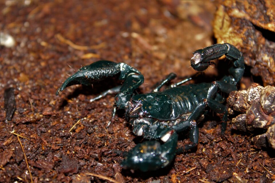 ASIAN FOREST SCORPION | Scotland's Theme Park